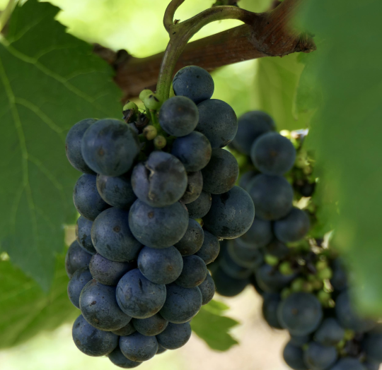 Bunch of dark blue grapes on a vine with green leaves.