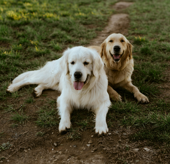 Canine Goods
