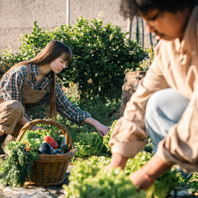 Two people tending to plants in a garden with a basket of vegetables.